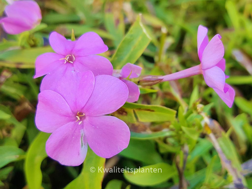 Phlox ‚Forever Pink‘