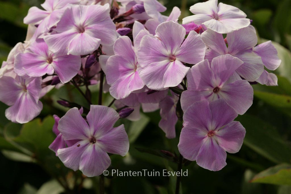 Phlox ‚Franz Schubert‘ (Paniculata Group)