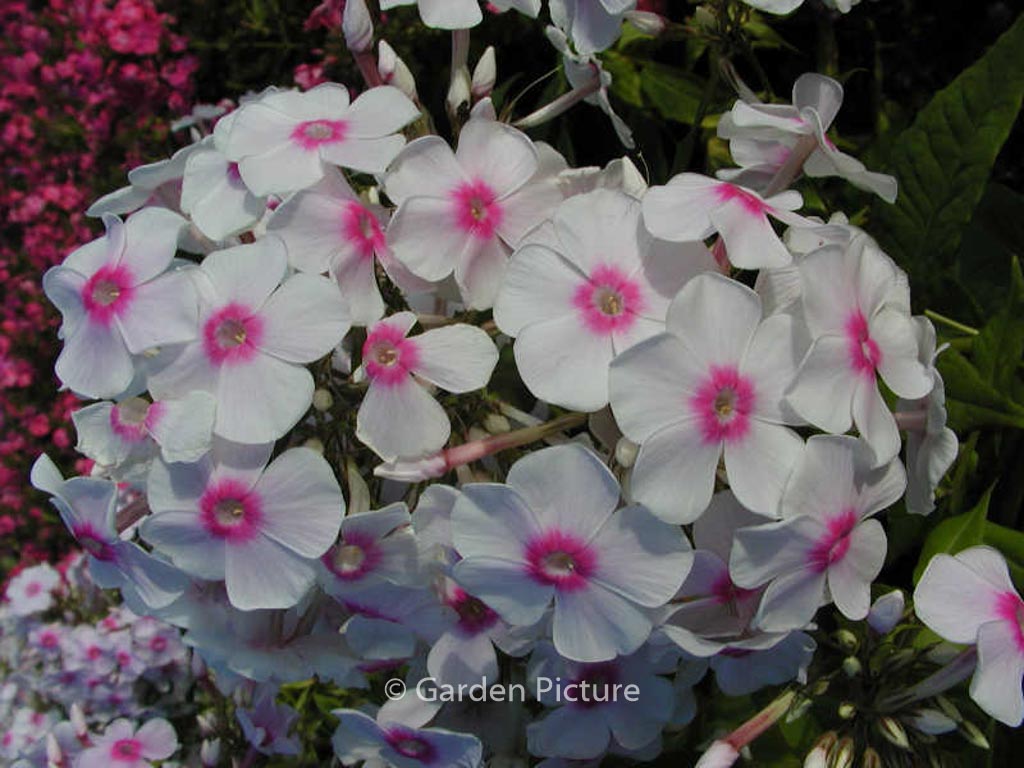 Phlox ‚Graf Zeppelin‘