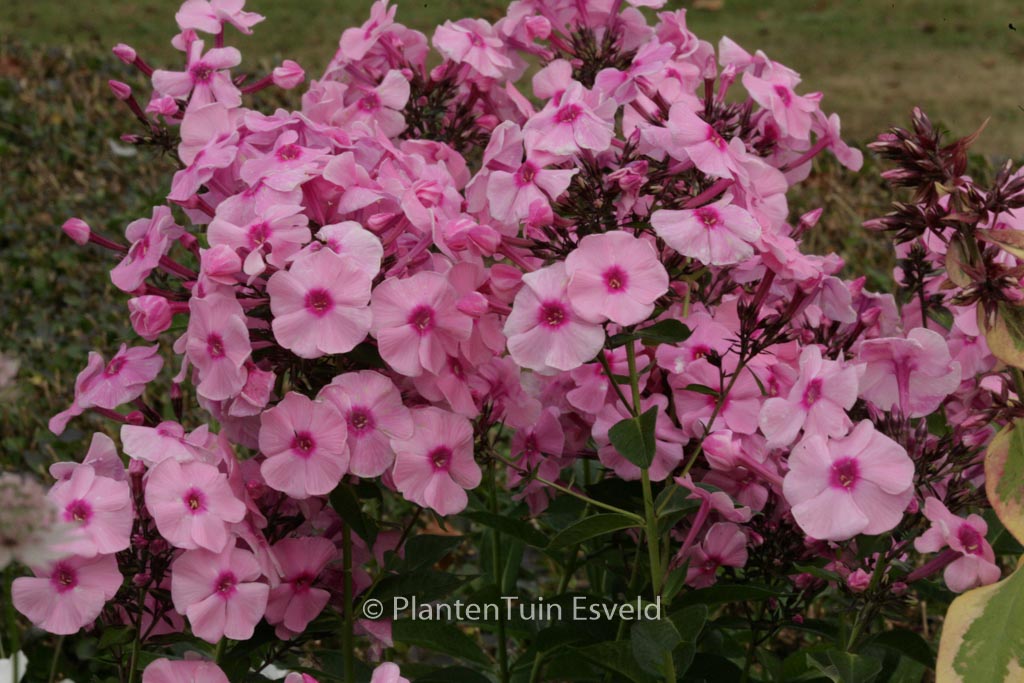 Phlox ‚Herbstwalzer‘