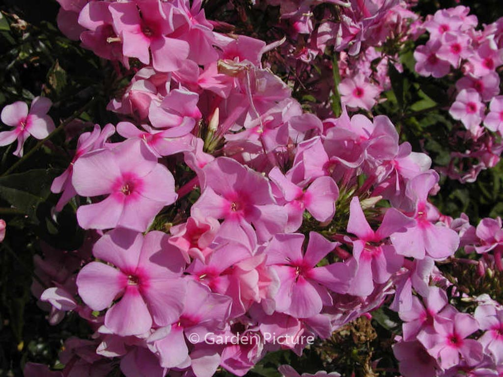 Phlox ‚Landhochzeit‘