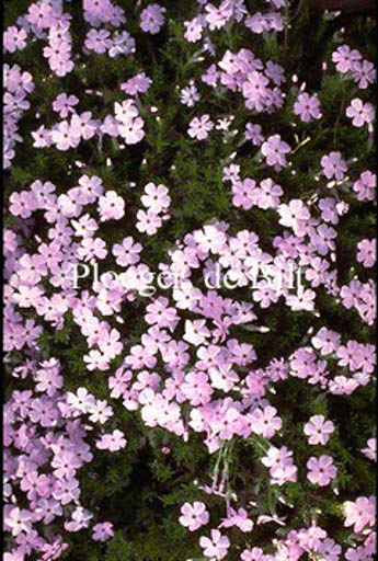 Phlox ‚Lilac Cloud‘