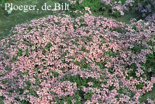 Phlox ‚Moerheimii‘ (subulata group)
