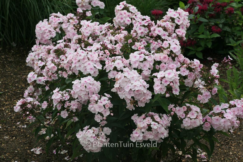 Phlox ‚Monica Lynden-Bell (P)‘