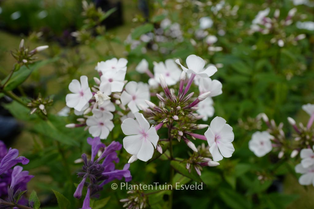 Phlox ‚Nirvana‘