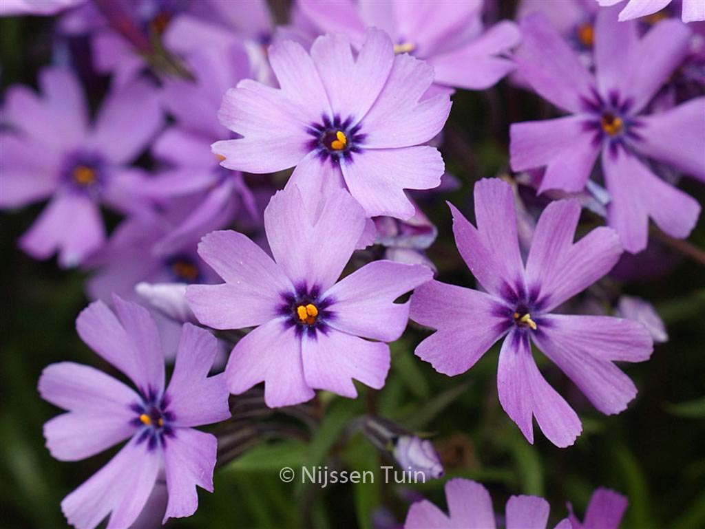 Phlox ‚Purple Beauty‘ (Subulata groep)