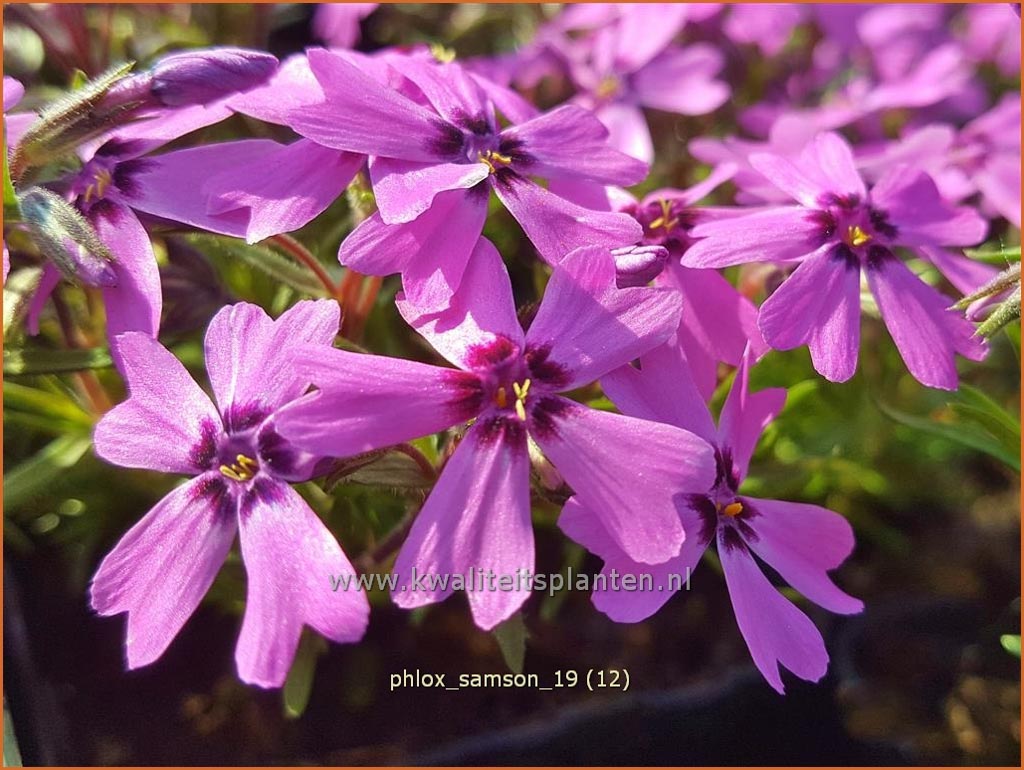 Phlox ‚Samson‘
