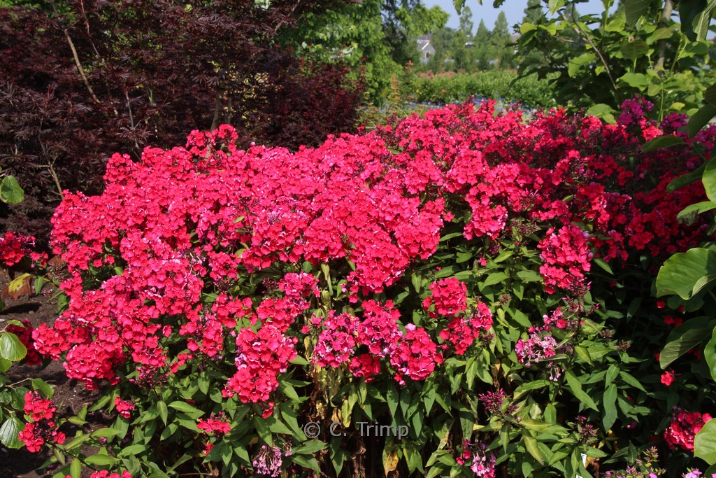Phlox ‚Starfire‘