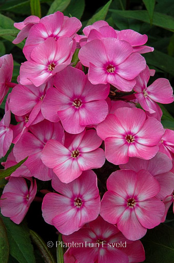 Phlox ‚Sweet Summer Candy‘