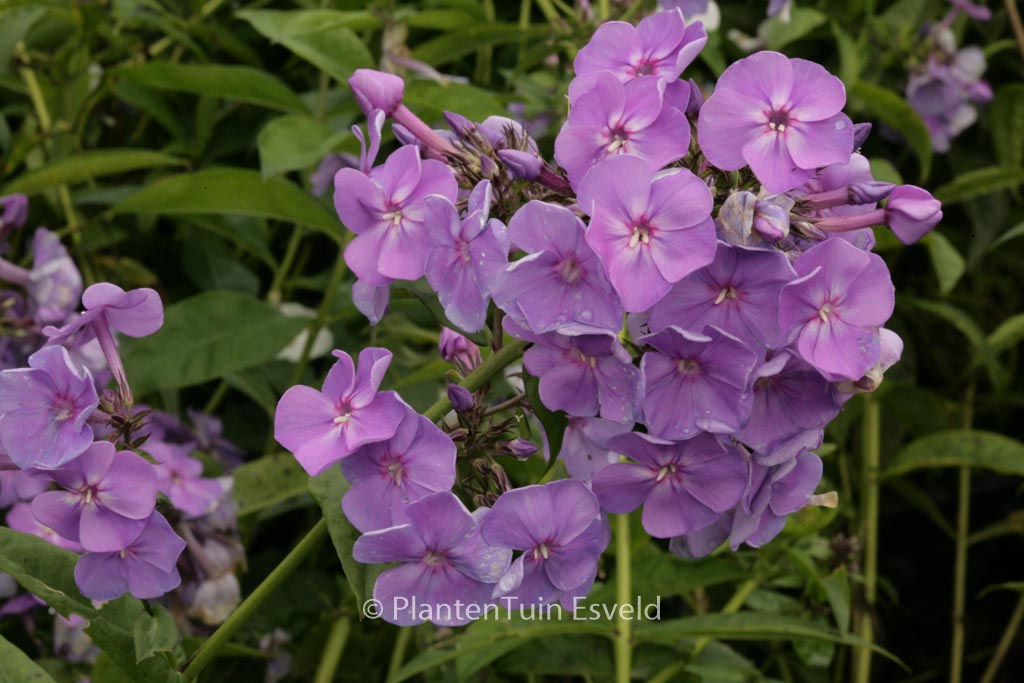 Phlox ‚Sweet Summer Dream‘