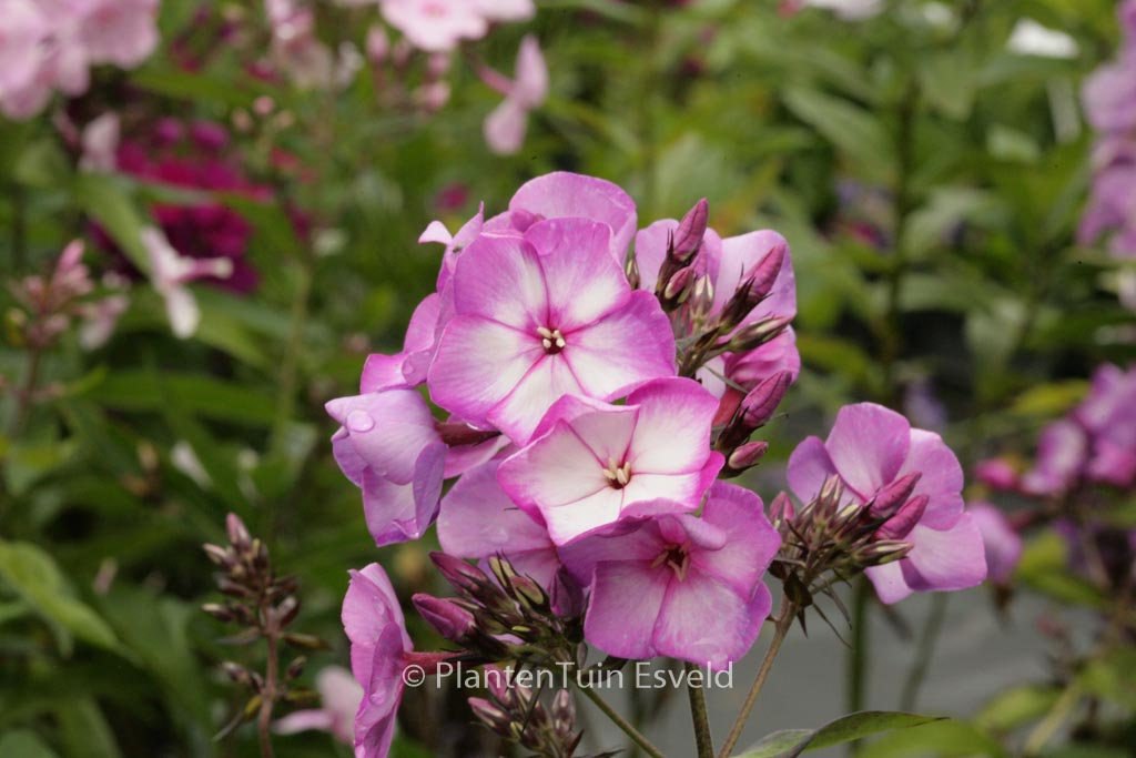 Phlox ‚Sweet Summer Fantasy‘