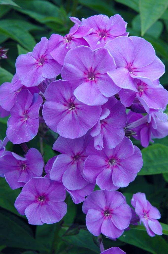 Phlox ‚Sweet Summer Ocean‘
