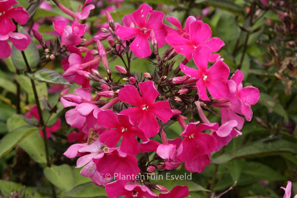 Phlox ‚Sweet Summer Wine‘