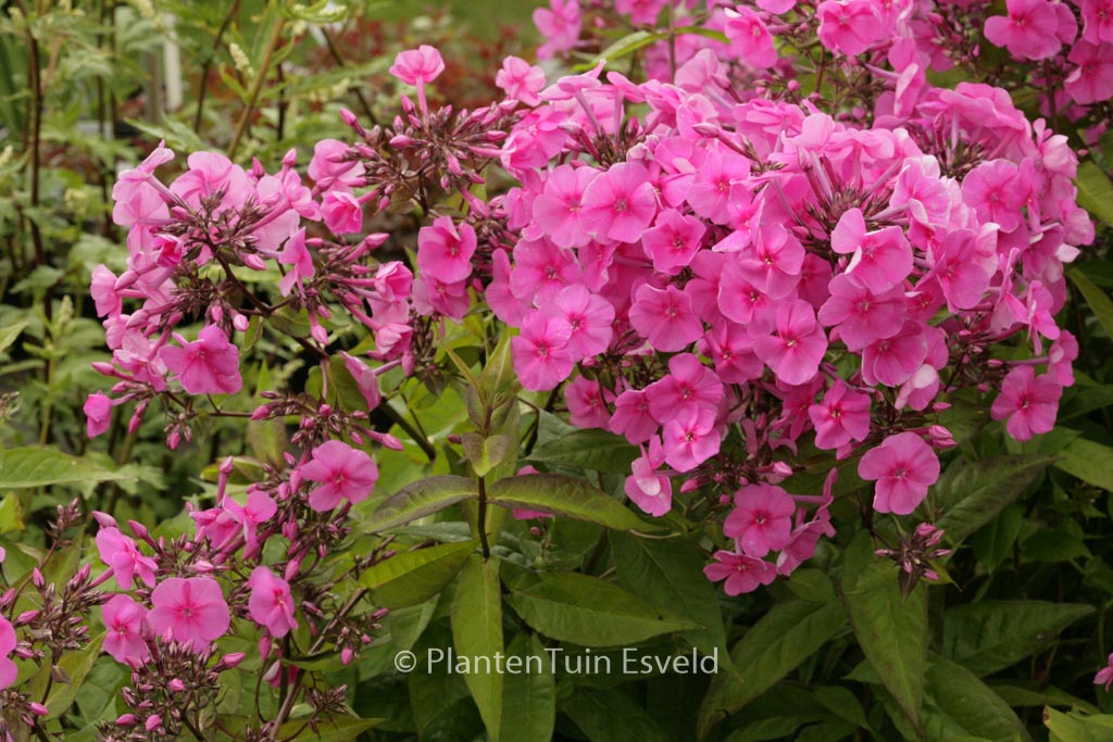 Phlox amplifolia ‚Winnetou‘