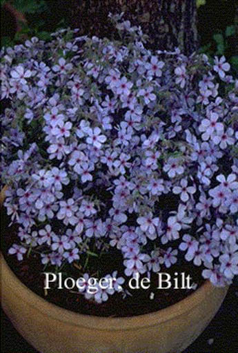 Phlox divaricata ‚Chattahoochee‘