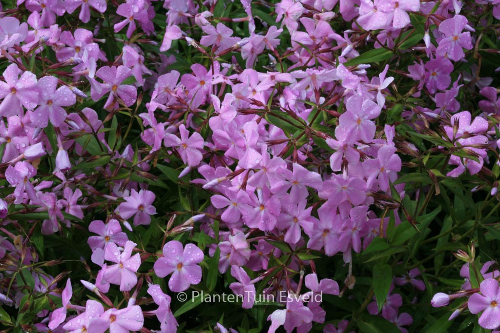 Phlox divaricata ‚Clouds of Perfume‘