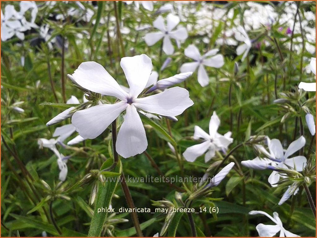 Phlox divaricata ‚May Breeze‘