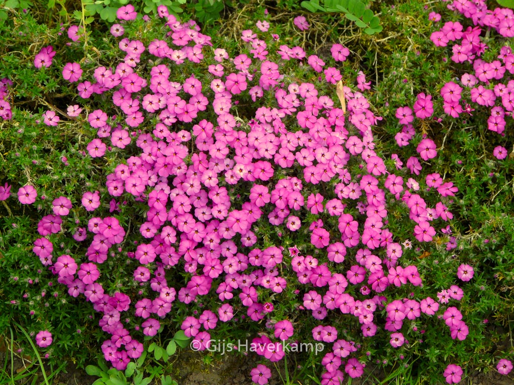 Phlox douglasii ‚Crackerjack‘