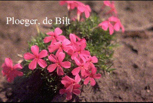 Phlox douglasii ‚Red Admiral‘