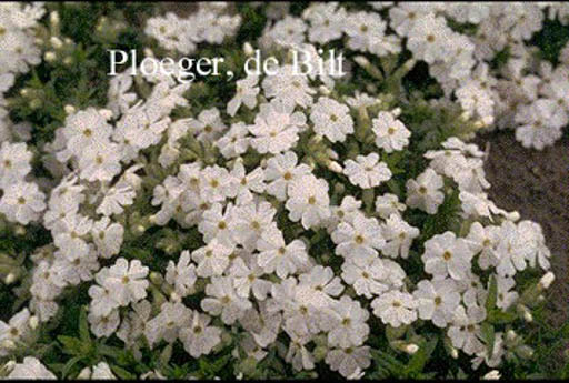 Phlox douglasii ‚White Admiral‘