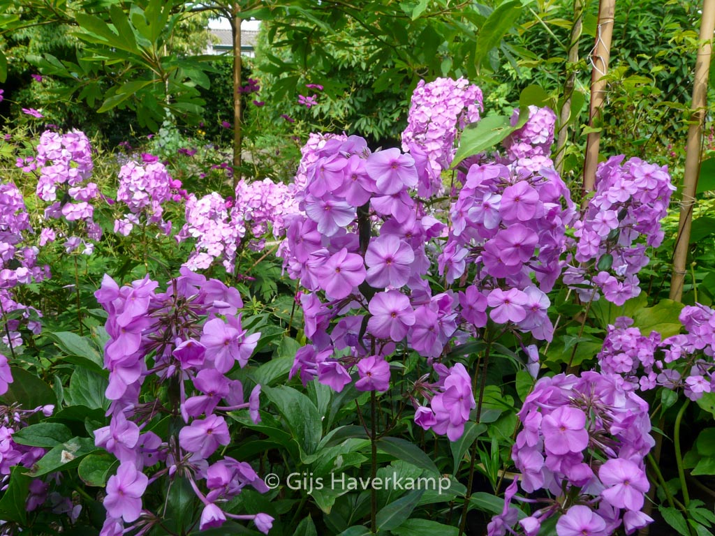Phlox maculata ‚Alpha‘
