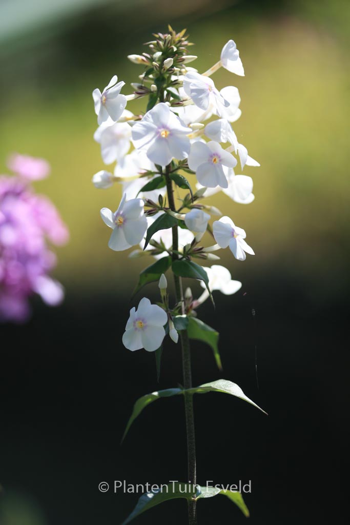 Phlox maculata ‚Delta‘