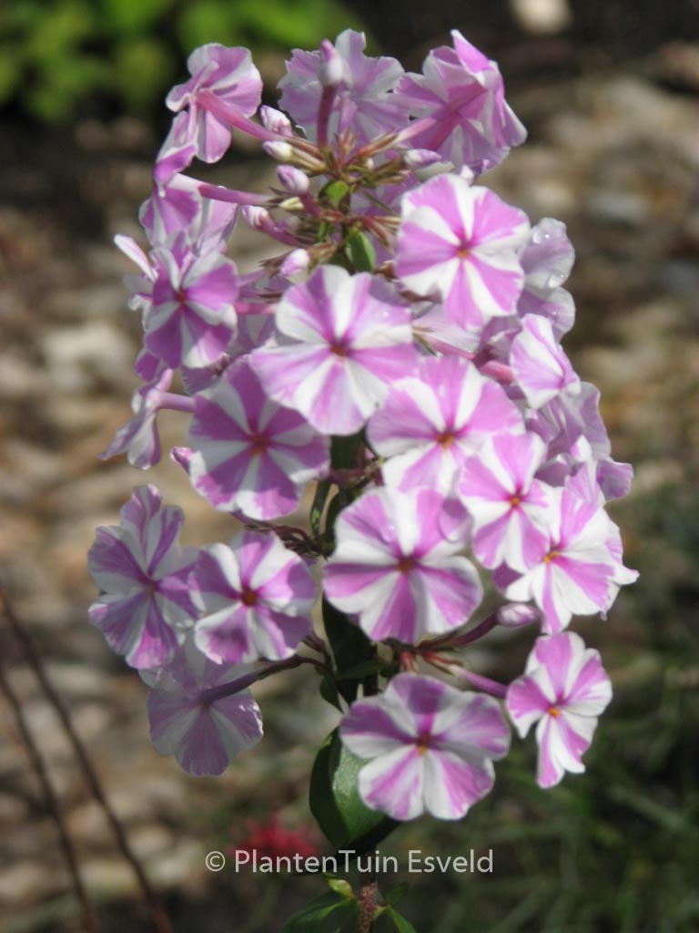 Phlox maculata ‚Natascha‘