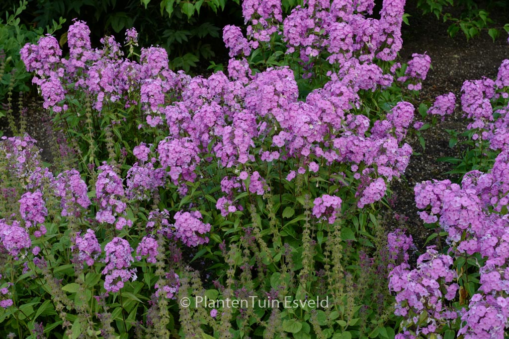 Phlox maculata ‚Rosalinde‘