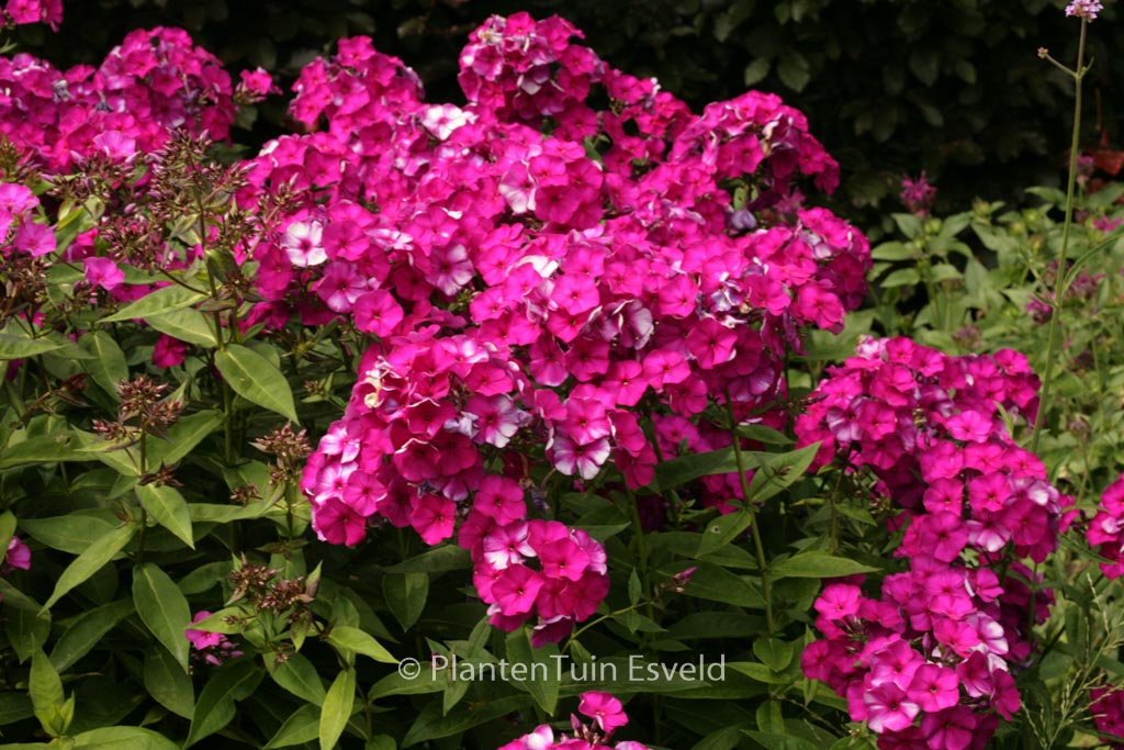 Phlox paniculata ‚Amethyst‘