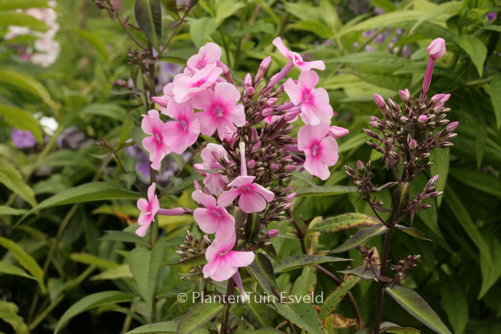 Phlox paniculata ‚Barci‘ (MISS PEPPER)
