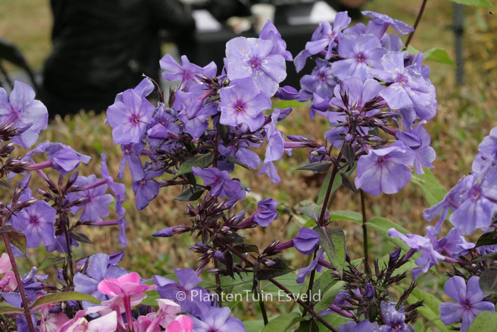Phlox paniculata ‚Blue Paradise‘