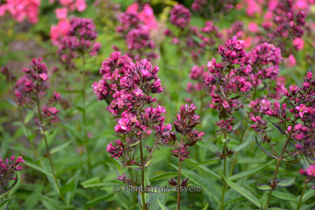 Phlox paniculata ‚Butonik‘