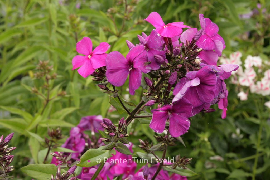 Phlox paniculata ‚Duesterlohe‘