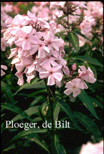 Phlox paniculata ‚Elizabeth Arden‘