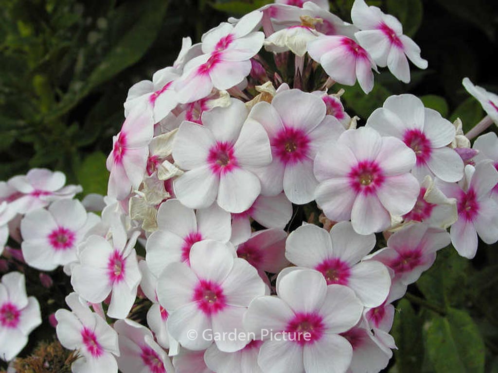 Phlox paniculata ‚Europa‘