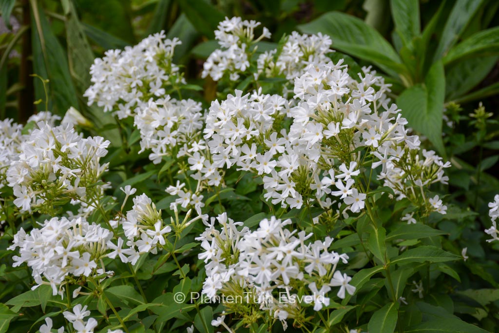 Phlox paniculata ‚Fujiyama‘