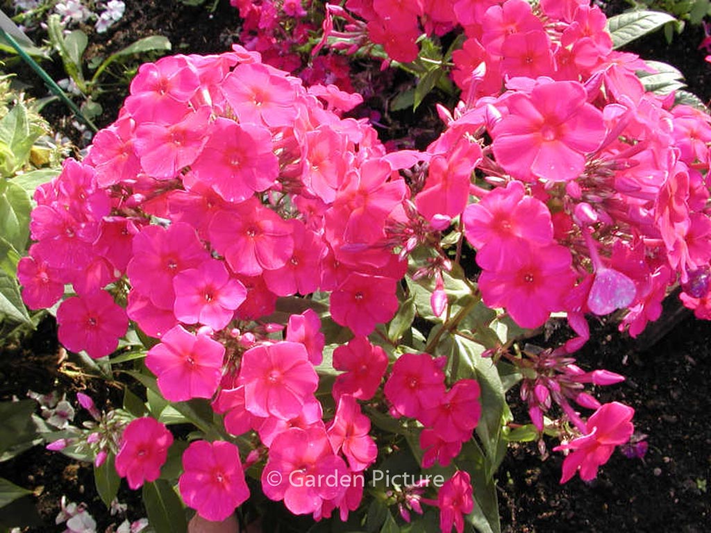 Phlox paniculata ‚Kirchenfuerst‘