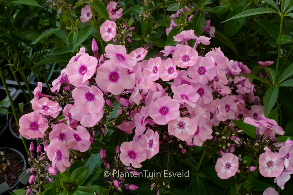 Phlox paniculata ‚Larissa‘