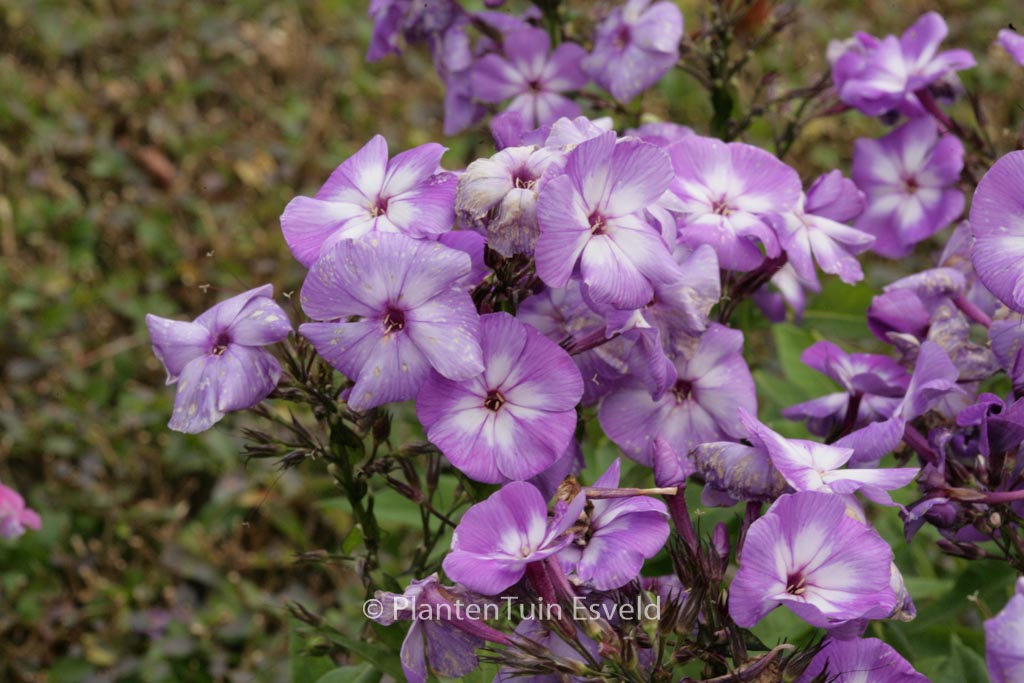 Phlox paniculata ‚Laura‘