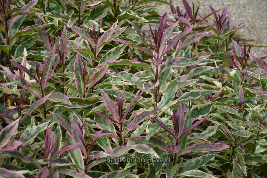Phlox paniculata ‚Olympus‘