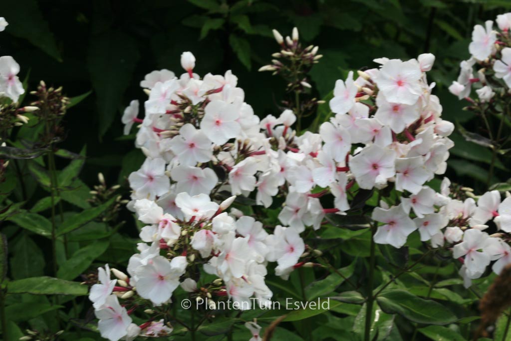 Phlox paniculata ‚Popeye‘