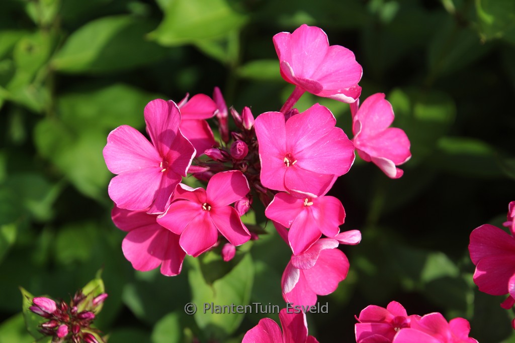 Phlox paniculata ‚Tenor‘