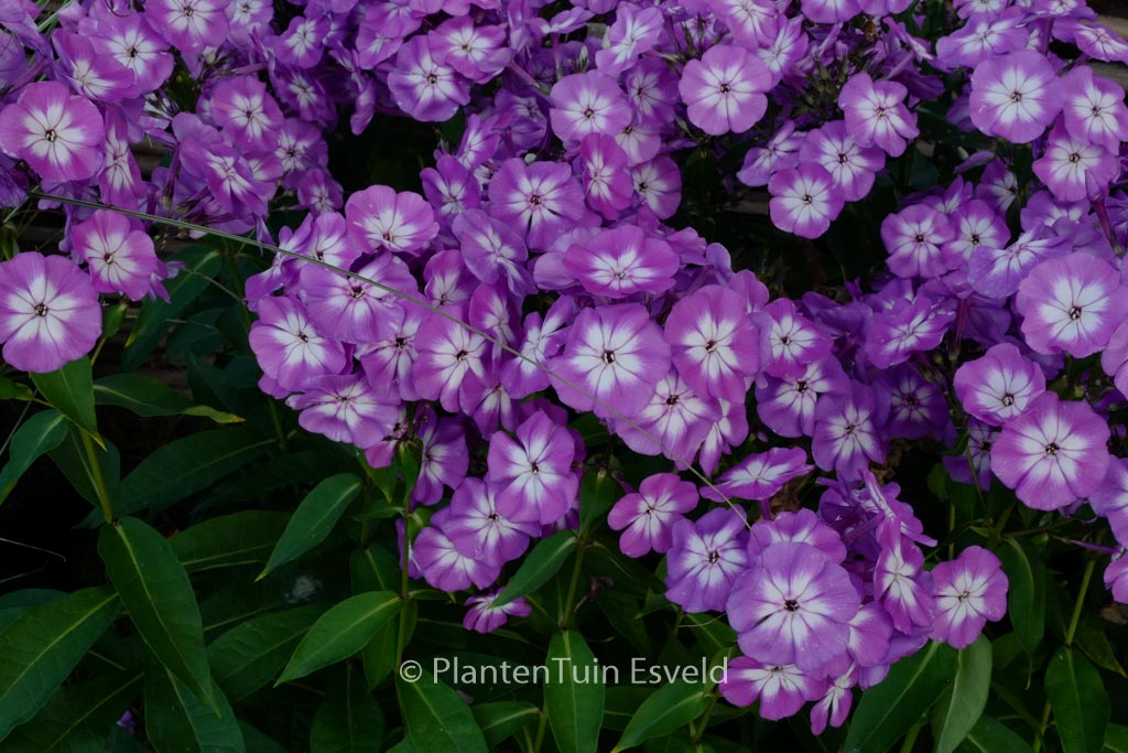 Phlox paniculata ‚Uspech‘