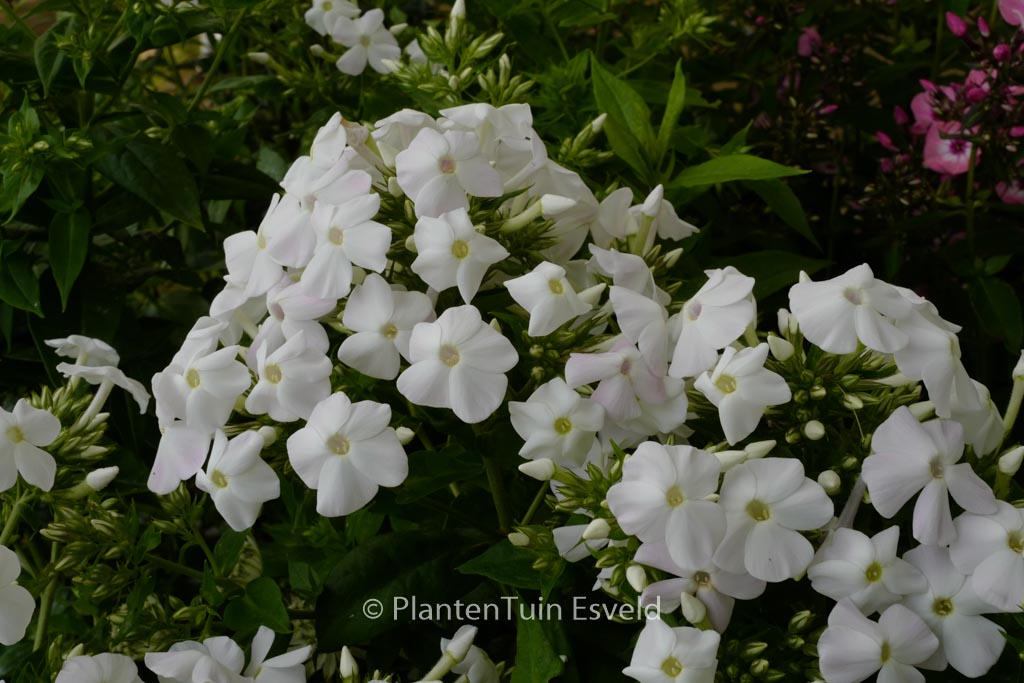 Phlox paniculata ‚White Admiral‘
