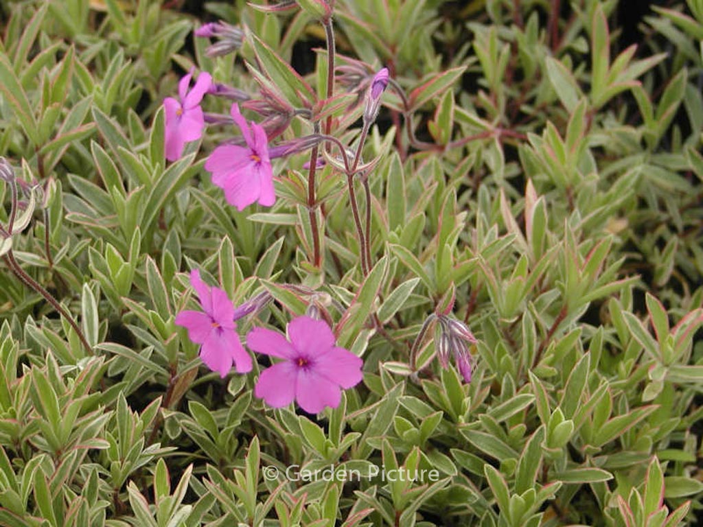 Phlox procumbens ‚Variegata‘