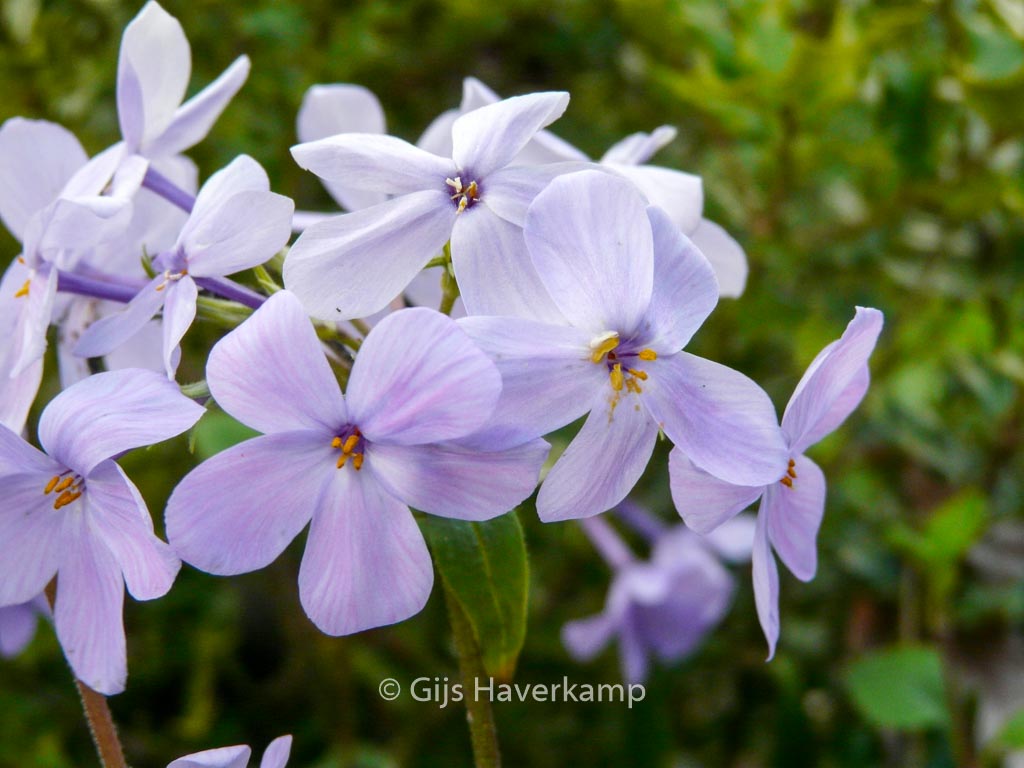 Phlox stolonifera ‚Blue Ridge‘