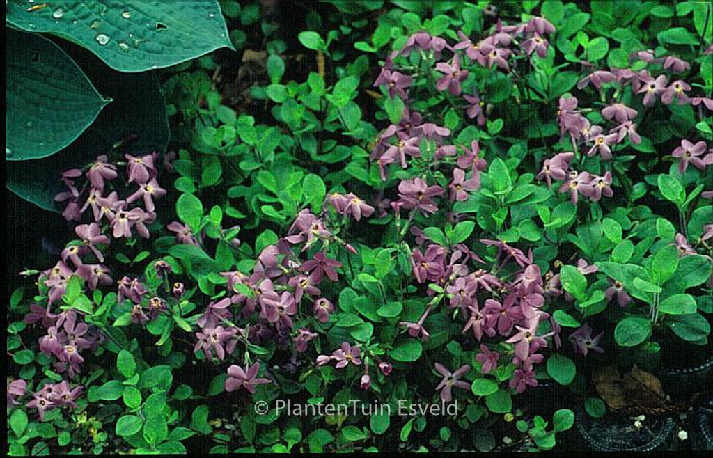 Phlox stolonifera ‚Home Fires‘