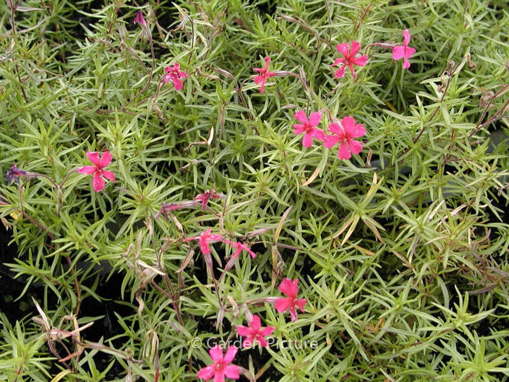 Phlox subulata ‚Atropurpurea‘