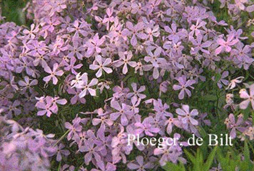 Phlox subulata ‚Benita‘