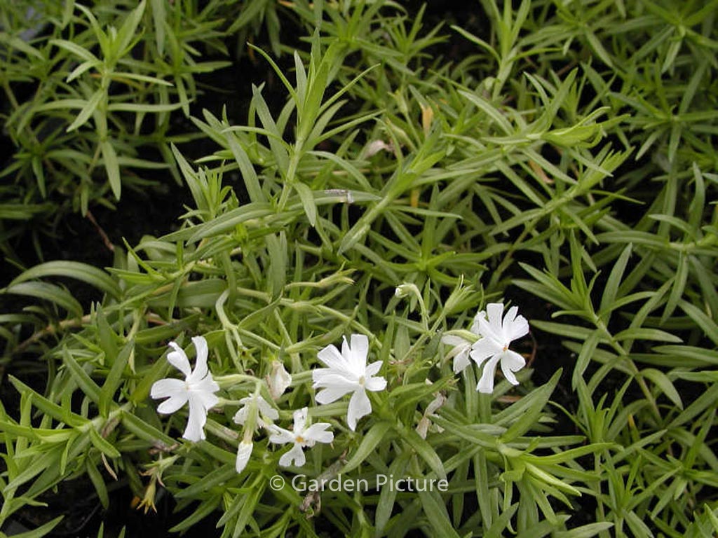 Phlox subulata ‚Calvides White‘